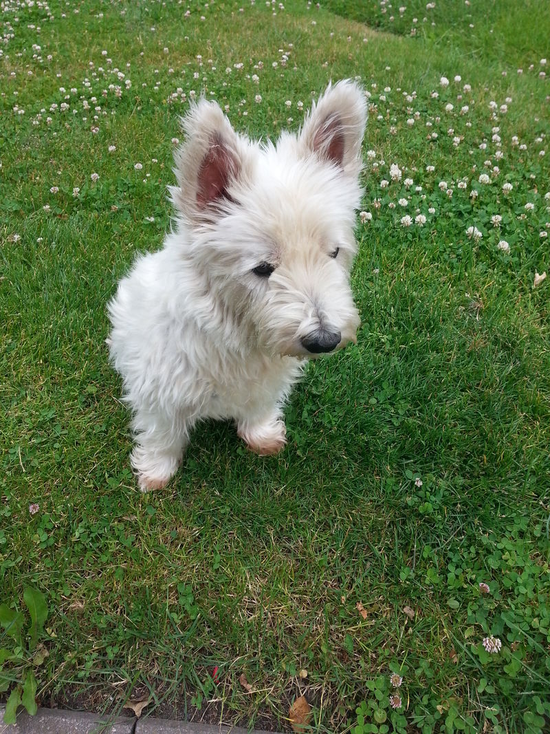 Wicko Du warst als Hund der beste Mensch, den man zum Freund haben