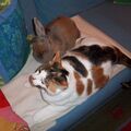 Mein Kaninchen Erika mit Ihrer Katzenfreundin Trixi
Für immer i