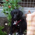 Frida beim uns im Garten