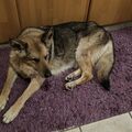 Good dog! 