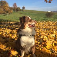 Strahlend wie die Herbstsonne