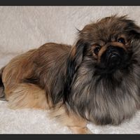 Leb wohl kleiner Capper