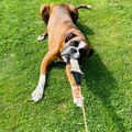 Zergeln mit dem Beißschlauch. Hier an der Hundeangel