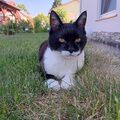 Costa im Garten und am beobachten 