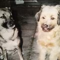 Sina 2006 und Kimba 2007 verstorben
