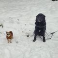 Billie Jean & Chico 