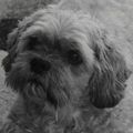 Balou unser Schatz