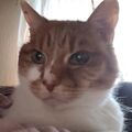 Hugo