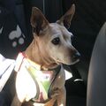 Meine liebe Lulu!