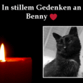 Benny ❤ für immer geliebt und unvergessen in Sonjas ❤