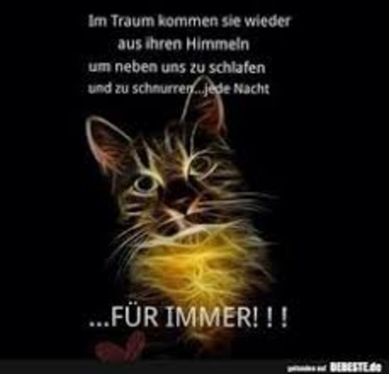 Katze Eingetragen Am 28 11 2020