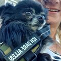 Du warst der allerliebste  Chihuahua ❤️ ????????