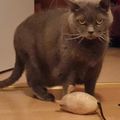 Elvis,
ich vermisse Dich !