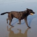 Tacker am Strand 