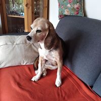 Twyla