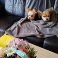Maiki und Monty wünschen Dizzy eine gute Reise ins ???? land ...