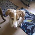 Meine süße Nina, mir kommen die Tränen, für die schönen Rose