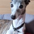 Mein geliebtes Mäusel, Emmy. 11.03.2009-22.01.2024 ???? ❤️