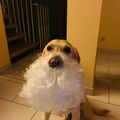 Weinhnachtsdoggo????
