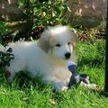 unser kleiner Dusty