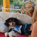 Tango auf seinem Lieblingsplatz im Garten