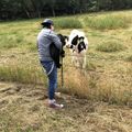 Max und seine Kühe. 