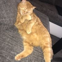 Jenkins Armani
