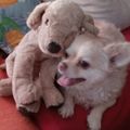 Chichi - geliebt und unvergessen