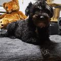 In liebe und ewiger Verbundenheit, dein Freund Spike Romeo junior