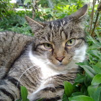 Der schönste Kater der Welt!