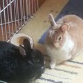 Hazel und Schnubel 
