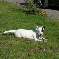 Mylo