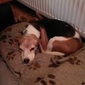 Murphy wird immer in unseren Herzen bleiben 