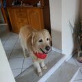 Monti Golden Retriever
.❤️.❤️
12.05.2015 --11.05.2024 +