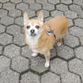 Mein für immer vermisster Herz-König *JIMMY*