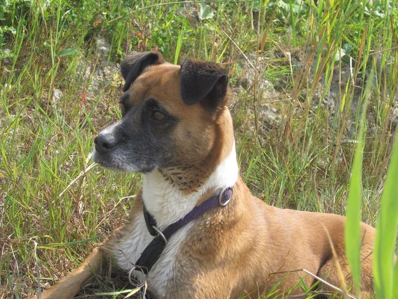 Nette Worte Wenn Ein Hund Stirbt schöne wörter liebe