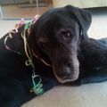 Unsere Seelenhündin Kira ♥ an ihrem 13.Geburtstag